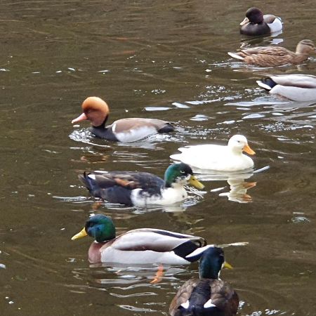 Stürmlesloch Lägenhet Bad Wildbad Exteriör bild