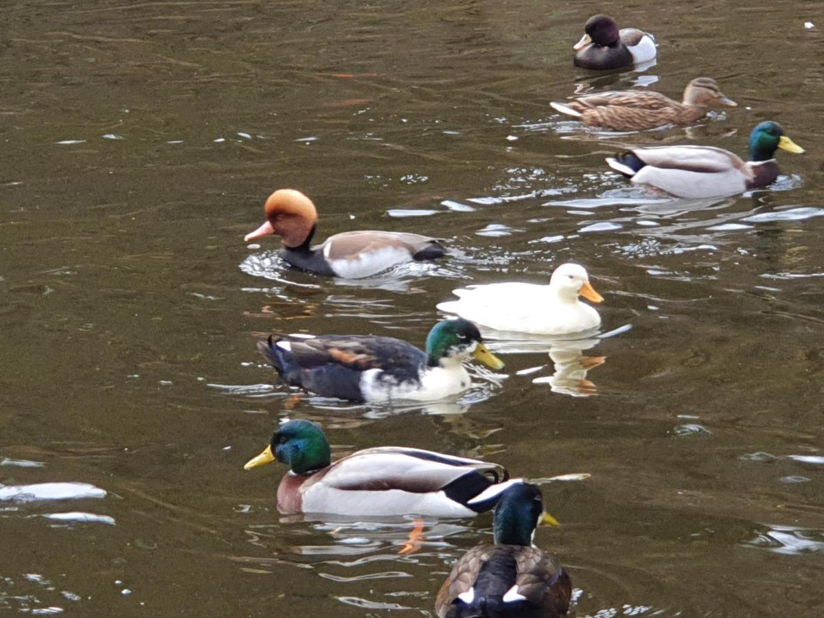 Stürmlesloch Lägenhet Bad Wildbad Exteriör bild
